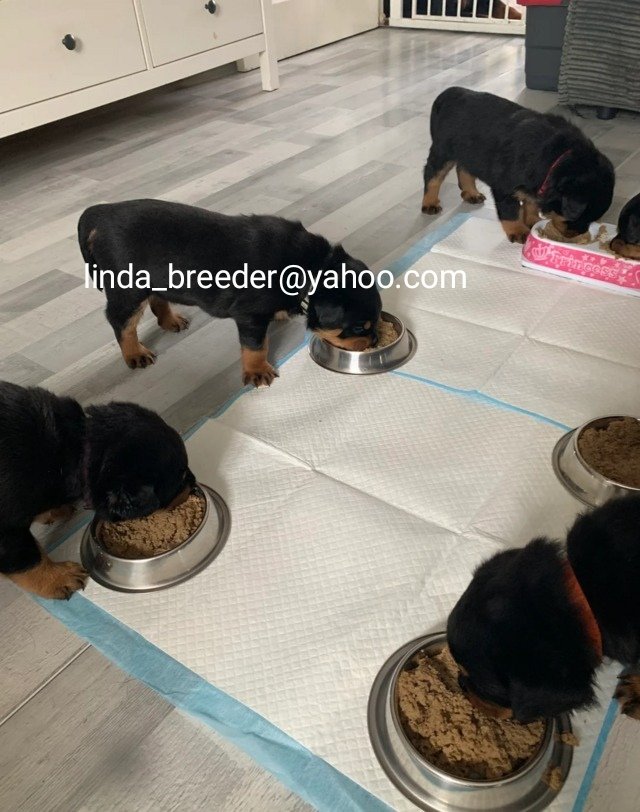 Hermosos Cachorros Rottweiler Puros
