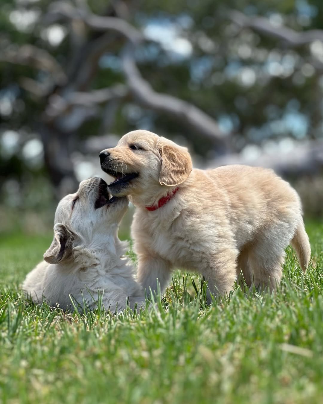 Beautiful Golden Retriever Puppies